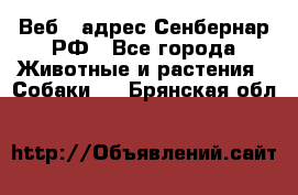 Веб – адрес Сенбернар.РФ - Все города Животные и растения » Собаки   . Брянская обл.